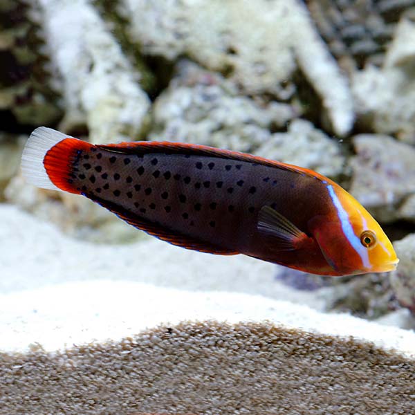 Formosa Wrasse Formosa Wrasse